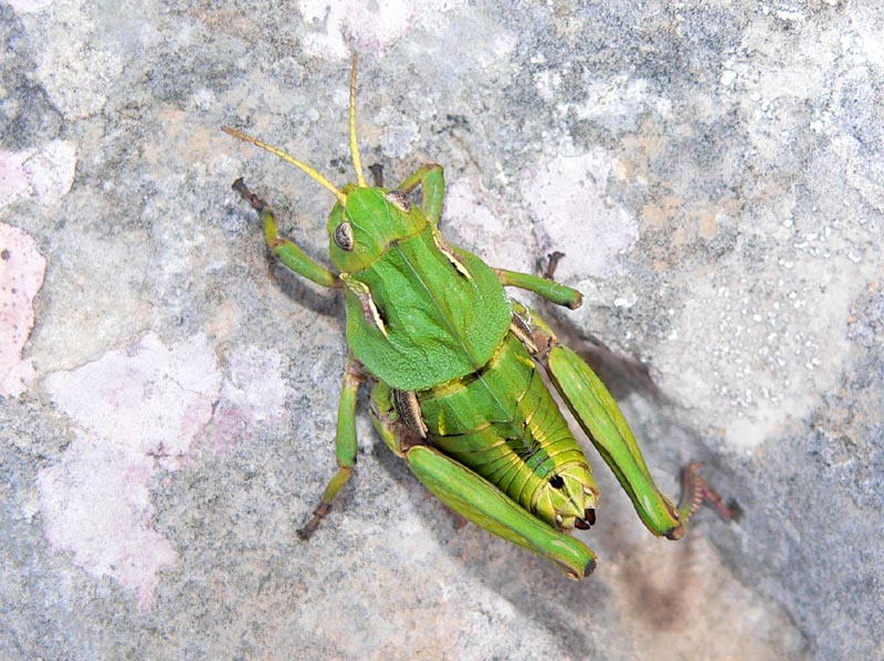 Ocneridia nigropunctata, forme giovanili  (Ort.,Pamphagidae)